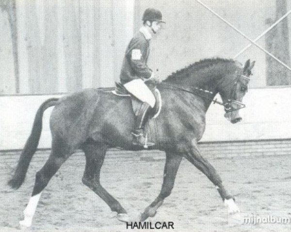 stallion Hamilcar (KWPN (Royal Dutch Sporthorse), 1989, from Purioso)