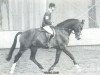 stallion Hamilcar (KWPN (Royal Dutch Sporthorse), 1989, from Purioso)