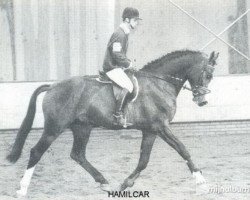 Deckhengst Hamilcar (KWPN (Niederländisches Warmblut), 1989, von Purioso)