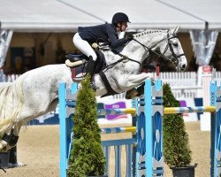 jumper Chiaretto Z (Zangersheide riding horse, 2003, from Chellano Z)