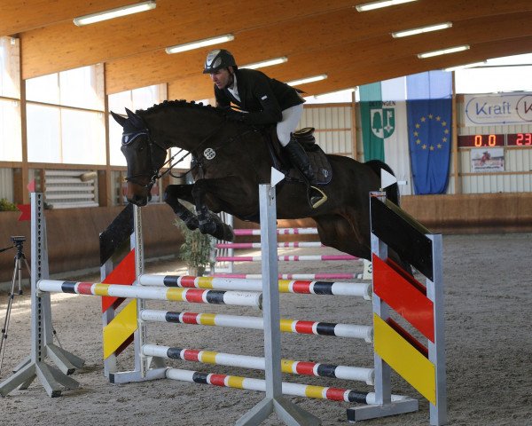 Springpferd Gerrit (Koninklijk Warmbloed Paardenstamboek Nederland (KWPN), 2011, von Numero Uno)