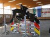 Springpferd Gerrit (KWPN (Niederländisches Warmblut), 2011, von Numero Uno)