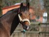 broodmare Be Happy 20 (Westphalian, 1999, from Banditentraum)