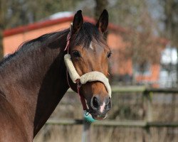 broodmare Be Happy 20 (Westphalian, 1999, from Banditentraum)