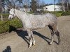 broodmare Dree Boeken's Vulkanos Stern (German Sport Horse, 2011, from Vulkano FRH)