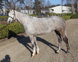 broodmare Dree Boeken's Vulkanos Stern (German Sport Horse, 2011, from Vulkano 10)