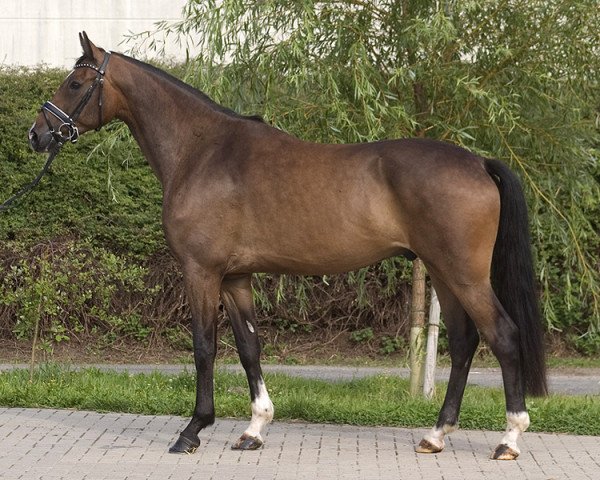dressage horse Brunello di moltacino (Oldenburg, 2011, from Bailamos Biolley)