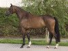 dressage horse Brunello di moltacino (Oldenburg, 2011, from Bailamos Biolley)