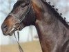 stallion Acteur As (Bavarian, 2001, from Alvarez)