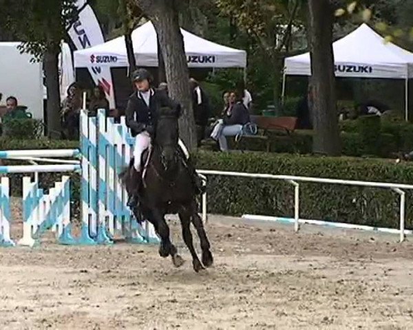 Pferd Red Lady du Coty (Selle Français, 2005, von Fandzi de St Paul AA)