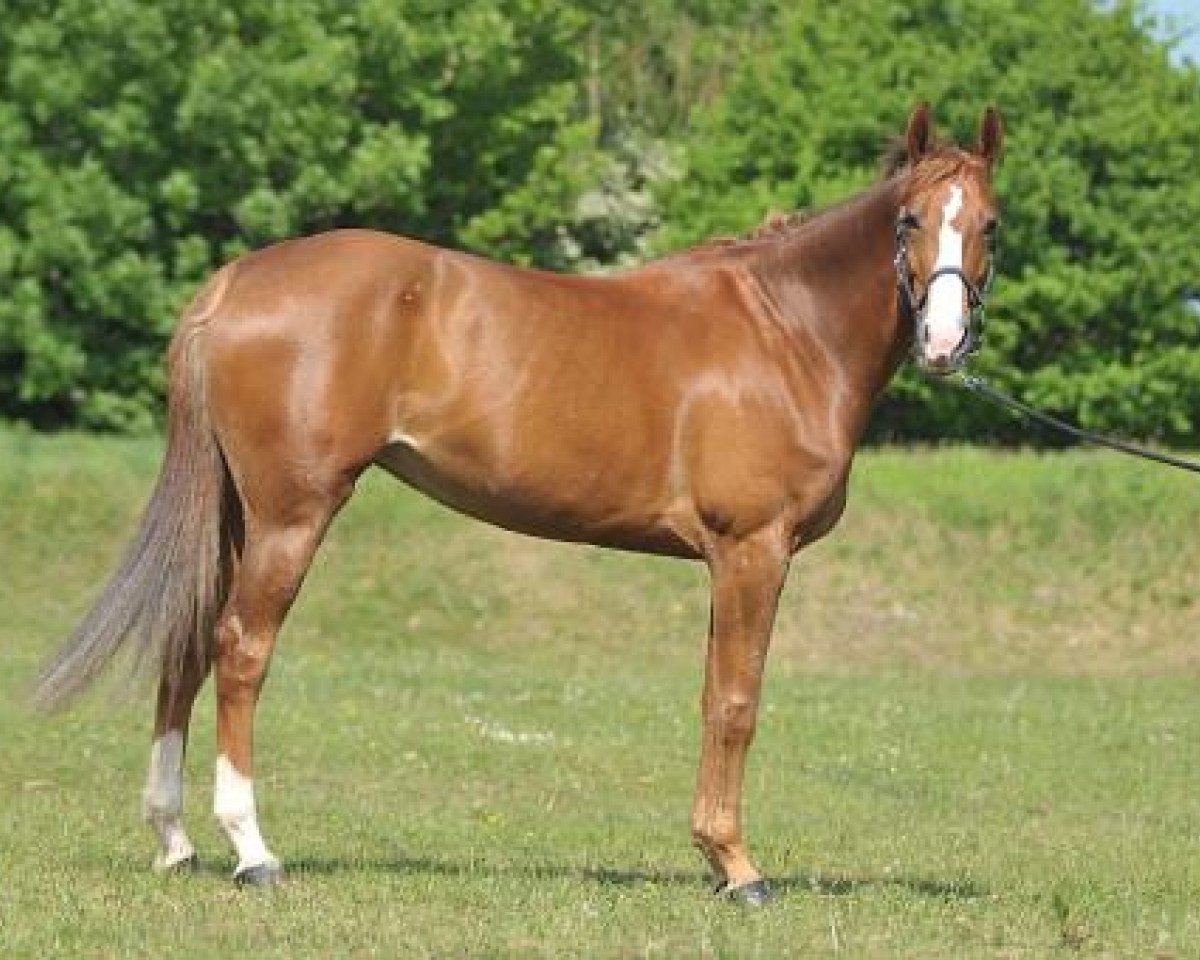 Springpferd Royaltie du Coty (Selle Français, 2005, von Jaguar Mail)