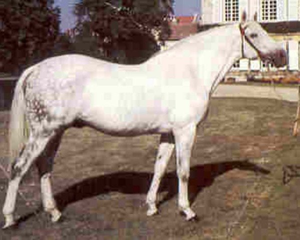 stallion Hamster AA (Anglo-Arabs, 1973, from Dionysos II AA)