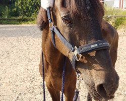 horse Mister Morgen (German Riding Pony, 1990, from Moderato II)