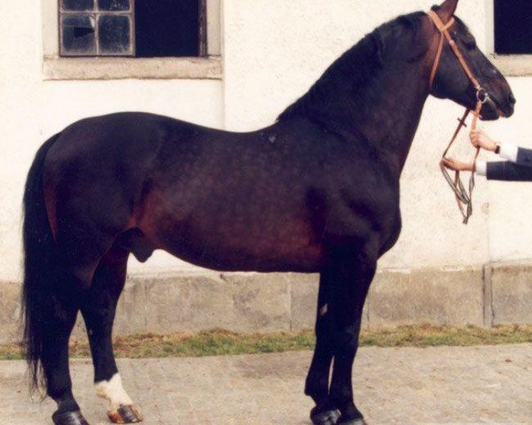 stallion Bojkot (Schlesier, 1984, from Wrangel)