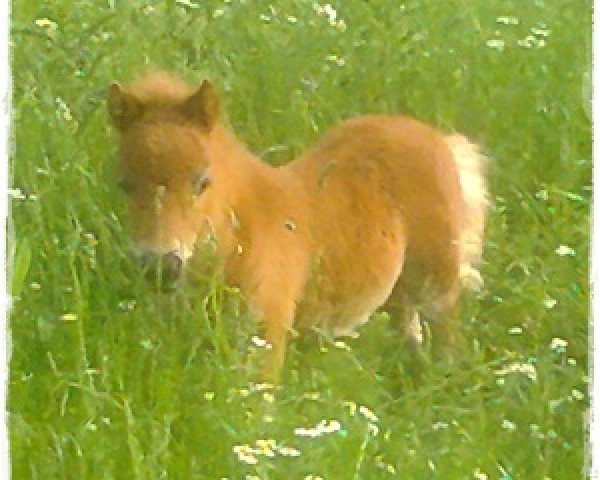 horse Calvin (Shetland pony (under 87 cm), 2016, from Carlos van de Laarhoeve)