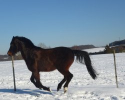 dressage horse Valido's Showman (German Riding Pony, 1996, from Valido)