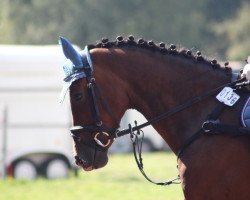 broodmare Celly Belly (Oldenburg, 2009, from Clinsmann 2)