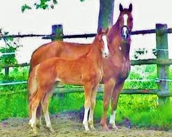 dressage horse Lukas (Hanoverian, 2005, from Londonderry)