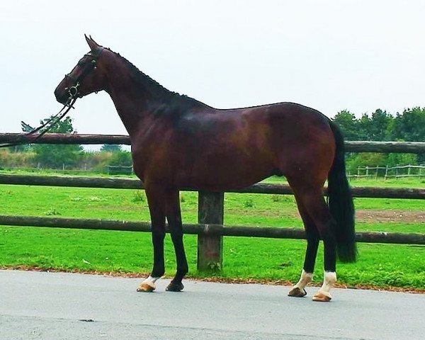 horse Ludwig Dunkel (Hanoverian, 2007, from Lauries Crusador xx)