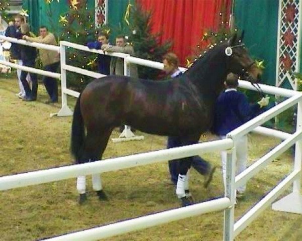 dressage horse St. Werther (Hanoverian, 2005, from Sandro Hit)