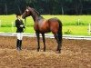 dressage horse Worldly II (Hanoverian, 2002, from Weltmeyer)