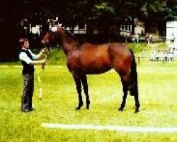 broodmare Leisa (Hanoverian, 1984, from Ludendorff)