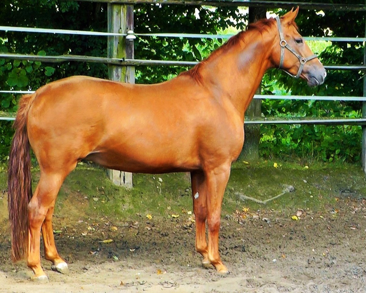 broodmare Whisper (Hanoverian, 2009, from Weltmeyer)