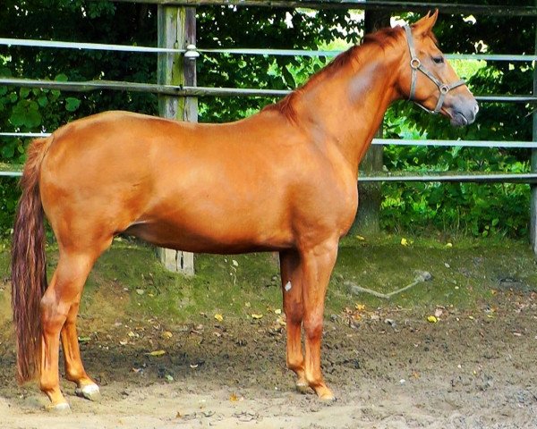 broodmare Whisper (Hanoverian, 2009, from Weltmeyer)