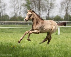 Springpferd Rosemarie 11 (Westfale, 2016, von Rock Forever NRW)