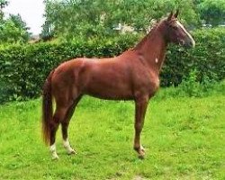 broodmare Weltklasse (Hanoverian, 2001, from Weltmeyer)