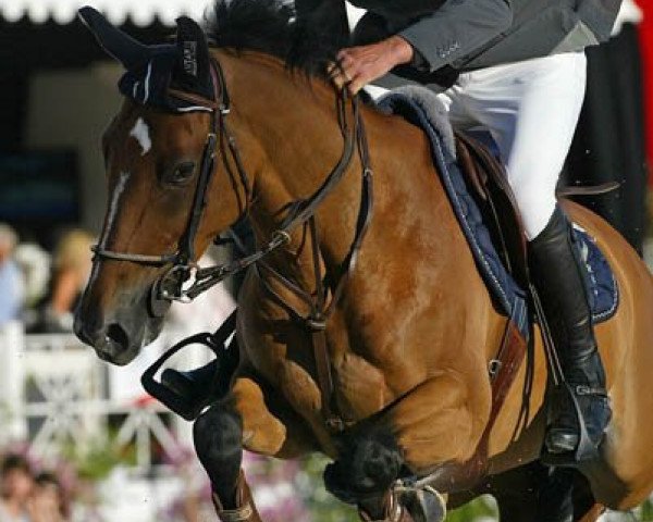 broodmare Kikuyu du Coty (Selle Français, 1998, from Voltaire)