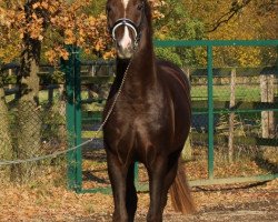 dressage horse Dr. Romancier (Oldenburg, 2013, from Dr. Jackson D)