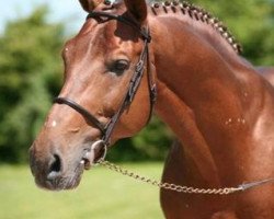 stallion Gastronom de Hus (Zangersheide riding horse, 1999, from Carthago)