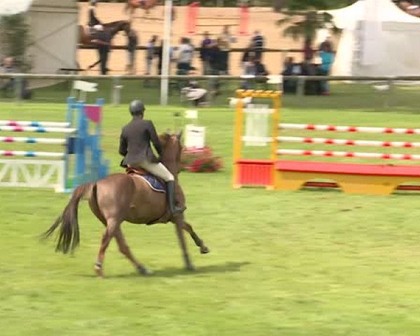 jumper Vanilla du Coty (Selle Français, 2009, from Gastronom de Hus)