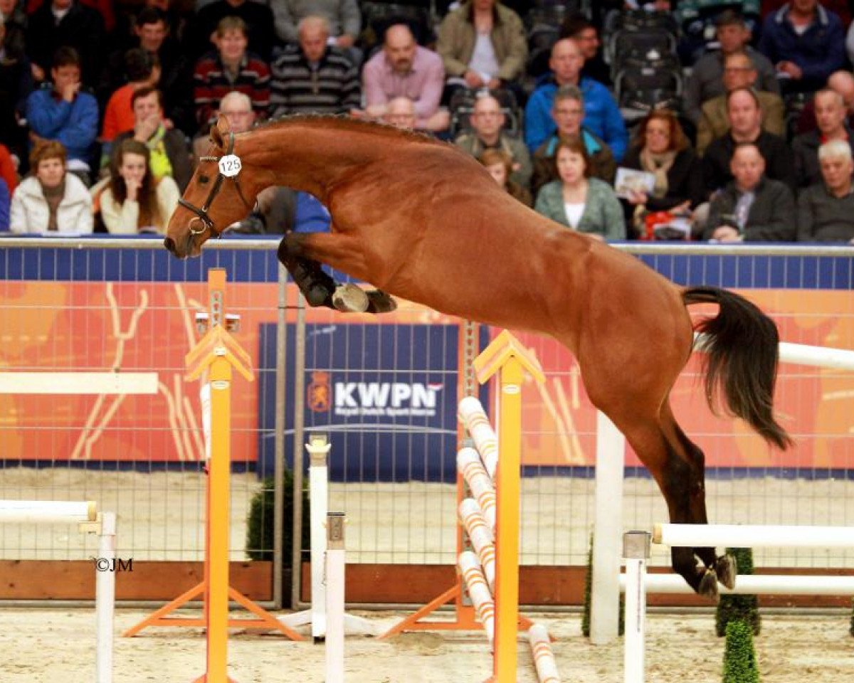 Deckhengst Davenport VDL (Holsteiner, 2011, von Diamant de Semilly)