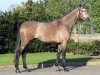 stallion Durango VDL (KWPN (Royal Dutch Sporthorse), 2008, from Zirocco Blue)