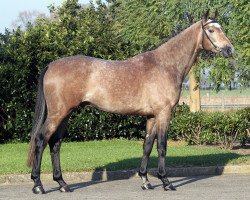 stallion Durango VDL (KWPN (Royal Dutch Sporthorse), 2008, from Zirocco Blue)