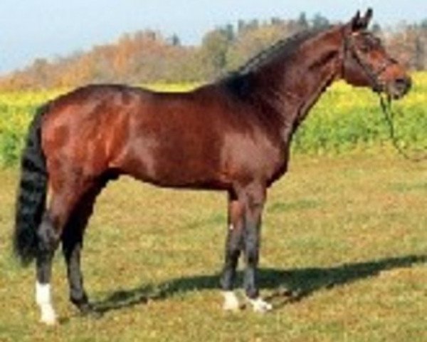 stallion Chambertin (Holsteiner, 1993, from Cambridge)