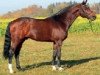 stallion Chambertin (Holsteiner, 1993, from Cambridge)