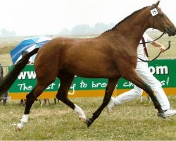 broodmare W.Corofina Texel (KWPN (Royal Dutch Sporthorse), 2003, from Voltaire)