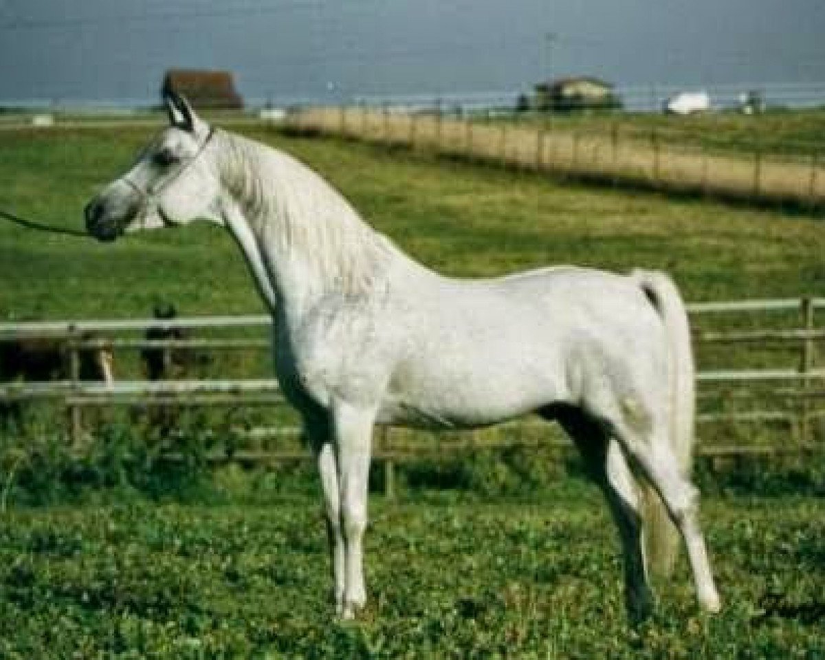 stallion Saddam ox (Arabian purebred, 1979, from Gharib ox)