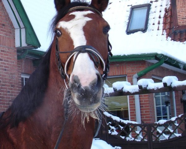 horse Pouline vom Wartenberg (German Warmblood,  , from Portland L)