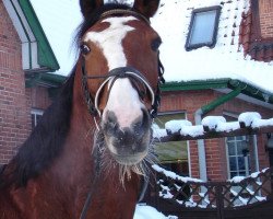 Pferd Pouline vom Wartenberg (Deutsches Reitpferd,  , von Portland L)