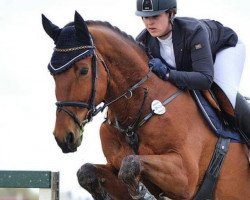 jumper Cash 194 (KWPN (Royal Dutch Sporthorse), 2007, from Jimtown)