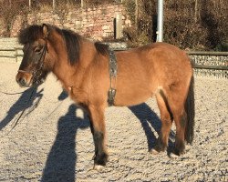 horse Naepa vom Drachennest (Iceland Horse, 2012)