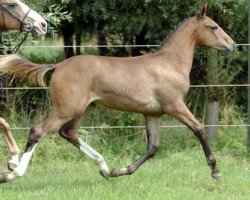 Zuchtstute Fatima v/d Bisschop (Belgisches Warmblut, 2005, von Diamant de Semilly)