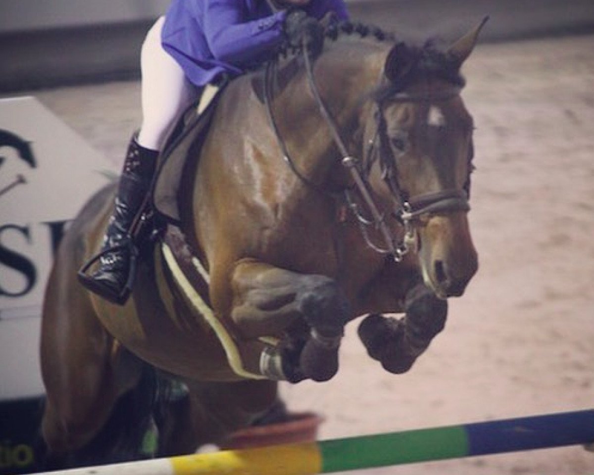 Springpferd Inch Allah DB (Belgisches Warmblut, 2008, von Panys de Ste Hermelle)