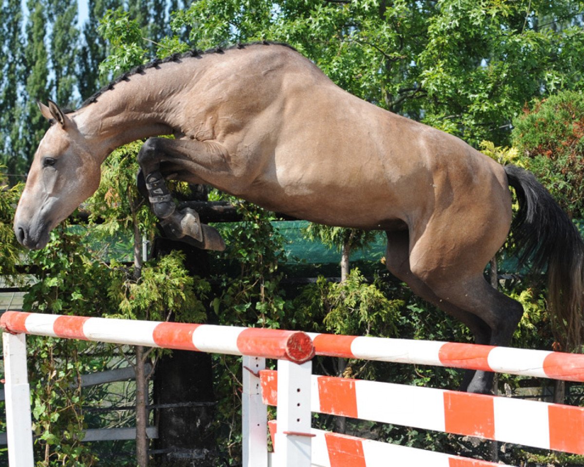 broodmare Greetings from Quidam (Belgian Warmblood, 2006, from Quidam de Revel)
