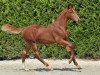 Springpferd Mandoro P (Belgisches Warmblut, 2012, von Emerald van 't Ruytershof)