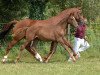 broodmare Marlanta (KWPN (Royal Dutch Sporthorse), 1994, from Damiro)